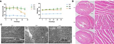 Gut microbiota profiling revealed the regulating effects of salidroside on iron metabolism in diabetic mice